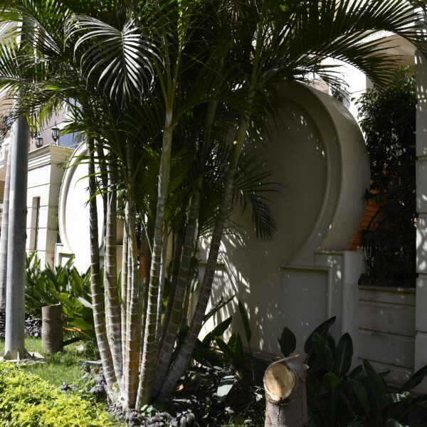 _DSC2400 سرايا 1 حي الدبلوماسيين المقطم